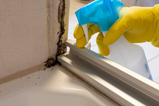 Best Toxic Mold Removal  in Oneonta, NY