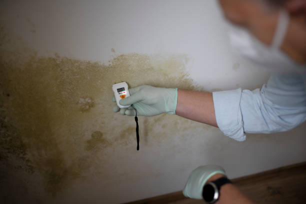 Best Attic Mold Removal  in Oneonta, NY