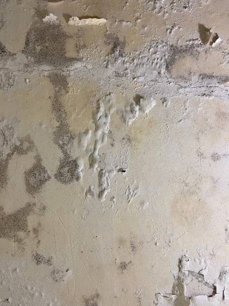 Best Commercial Mold Removal  in Oneonta, NY