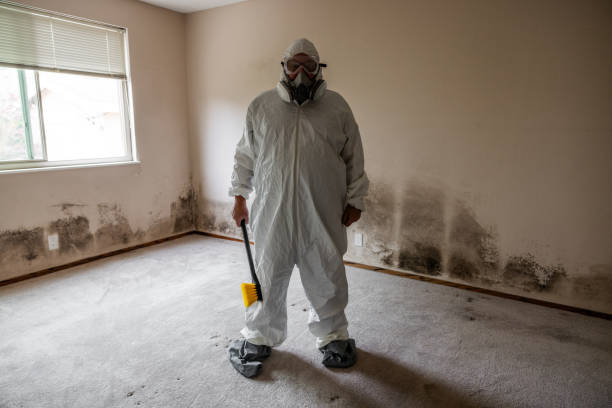 Mold Testing and Removal in Oneonta, NY