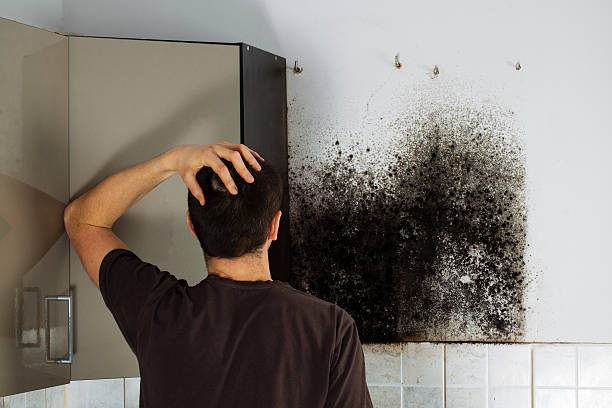 Best Emergency Mold Removal  in Oneonta, NY